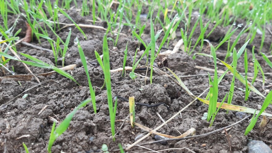 Fenofaza bokorenja kod pšenice i koji su kritični periodi za vodom?