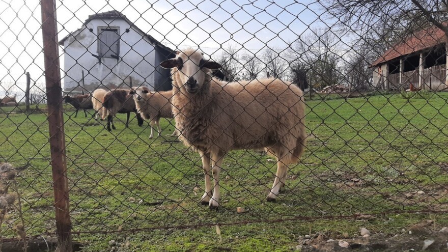 Divlje zvijeri zaklale 13 ovaca u selu Suvaja?