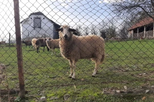 Mujo sačmaricom ubio pse koji su mu davili ovce, optužen je zajedno sa sinom
