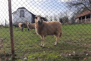 Mujo sačmaricom ubio pse koji su mu davili ovce, optužen je zajedno sa sinom