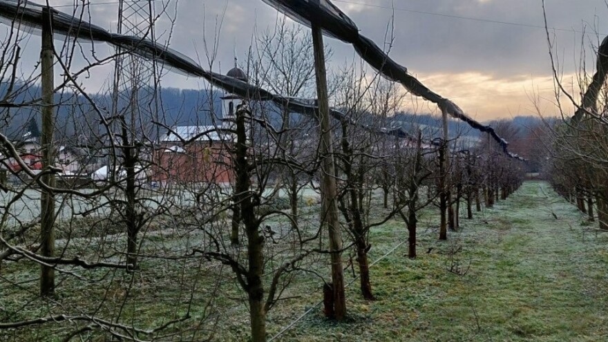 Zimska rezidba krušaka - ostavite prozračnu krošnju