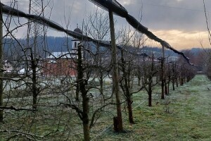 Zimska rezidba krušaka - ostavite prozračnu krošnju