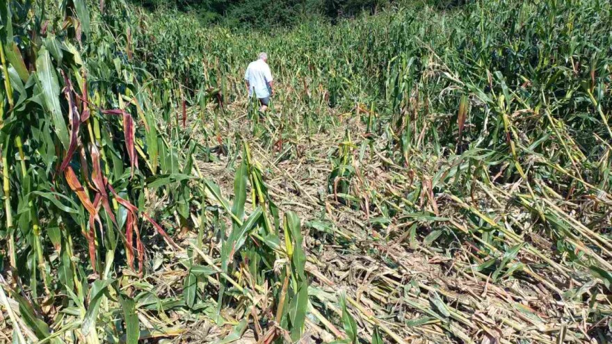 Divlje svinje "obrale" kukuruz prije domaćina: "Haos kad sam ušao na njivu"