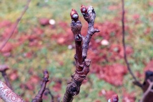Kako će se zahlađenje odraziti na uranjenu vegetaciju voćki?
