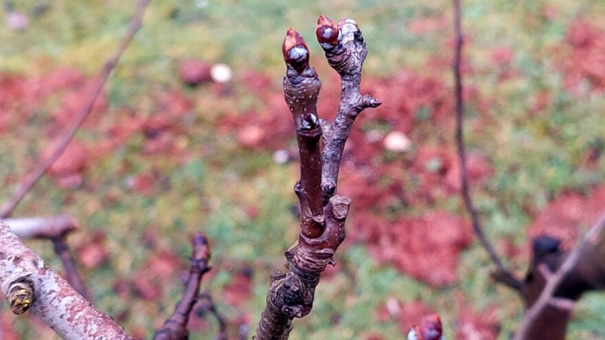 Kako će se zahlađenje odraziti na uranjenu vegetaciju voćki?