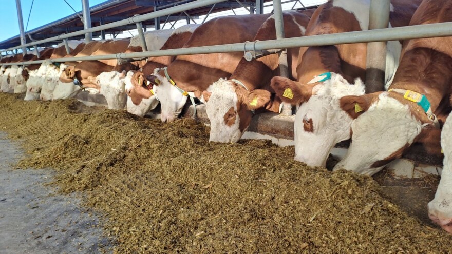 Pratite li razinu minerala u hranidbi goveda i zašto bi trebali?