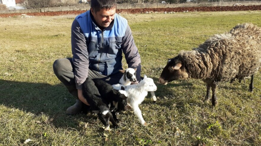 Cvitulja ojanjila četvorke - što starija sve više janjaca