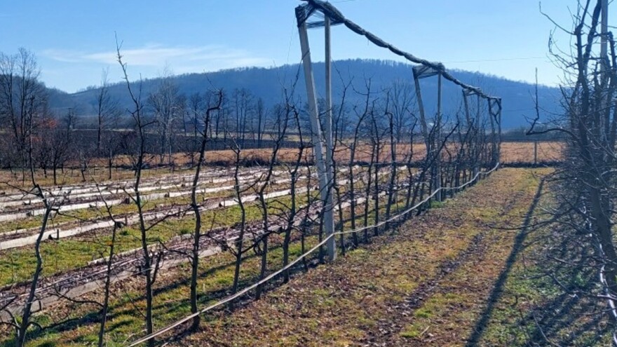 Kako obaviti rezidbu jabuka u gustom sustavu sadnje?
