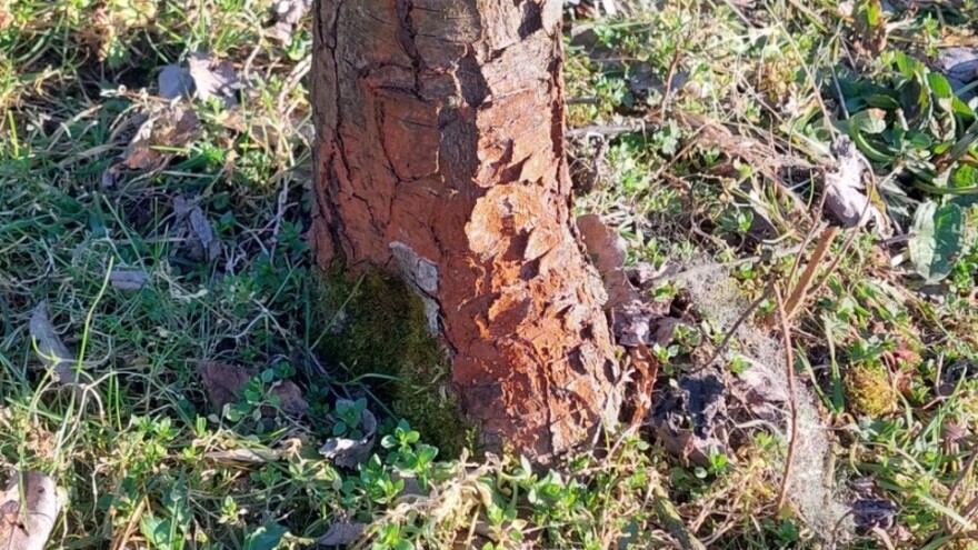 Buni vas crvenilo kore debla - što je u pitanju?