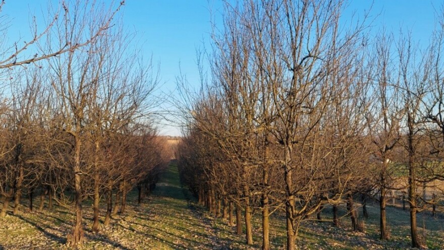 Zašto je važno osloboditi vrhove krošnji šljiva?