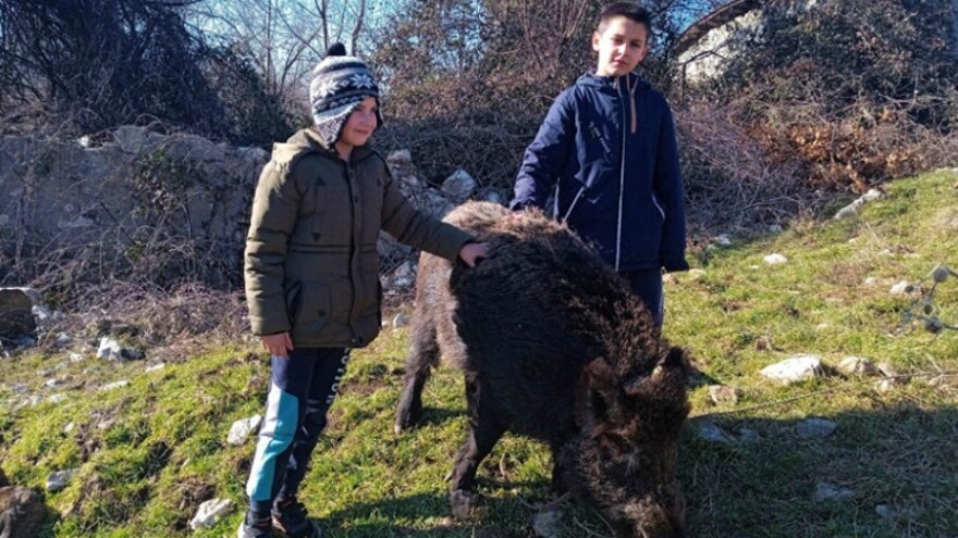 Pripitomio divlju svinju: Tita ne bi dao za milion