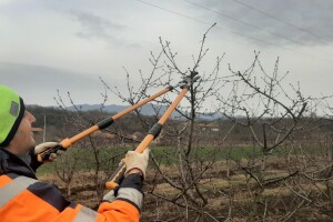 Lake i dobre makaze, volja i znanje - sve što vam treba prilikom rezidbe voća