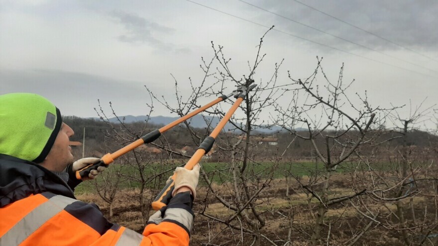 Lake i dobre makaze, volja i znanje - sve što vam treba prilikom rezidbe voća