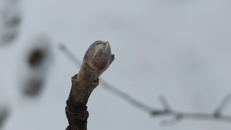 Zahvaljujući snijegu voćke miruju - šta uraditi kada otopli?