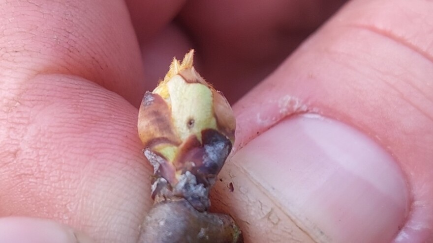 Obratite pažnju na cvjetojede - kako ih prepoznati?