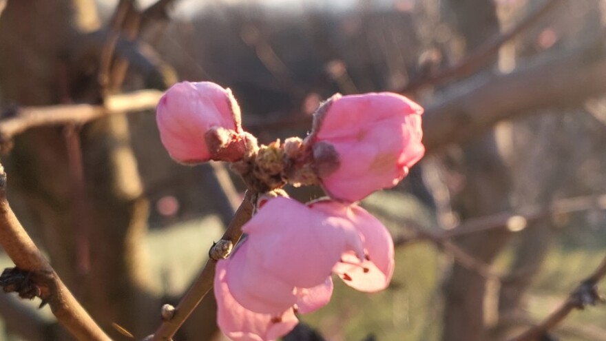 Vegetacija poranila - zašto to nije dobro za voćke?