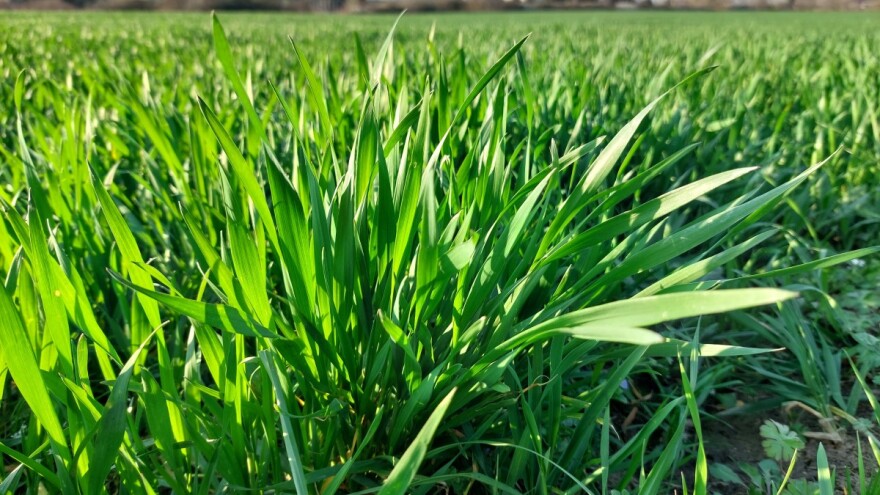 Cene pšenice vratile se na leto 2021. - koja je vrednost ostalih žitarica?