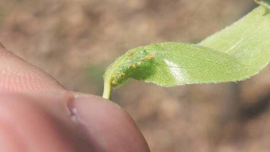 Obratite pažnju na lisne uši i grinje - kada obaviti prskanje?