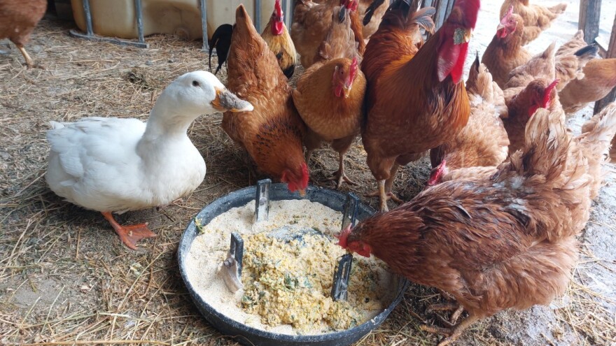 Kako koristiti koprivu u hranidbi peradi?