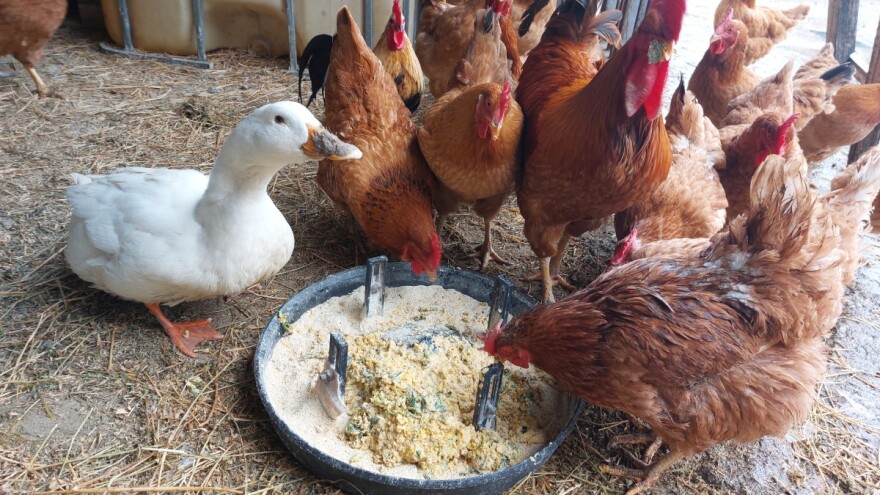 Kako koristiti koprivu u ishrani živine?