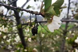 Značaj primjene fungicida u fenofazi cvjetanja višnje