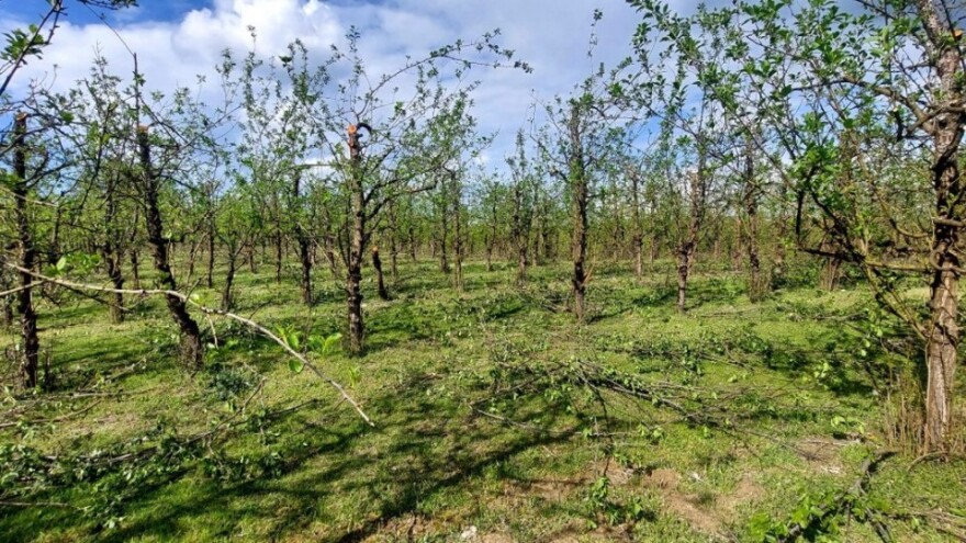 Efekti rezidbe vrhova krošnje šljiva na rast novih mladara