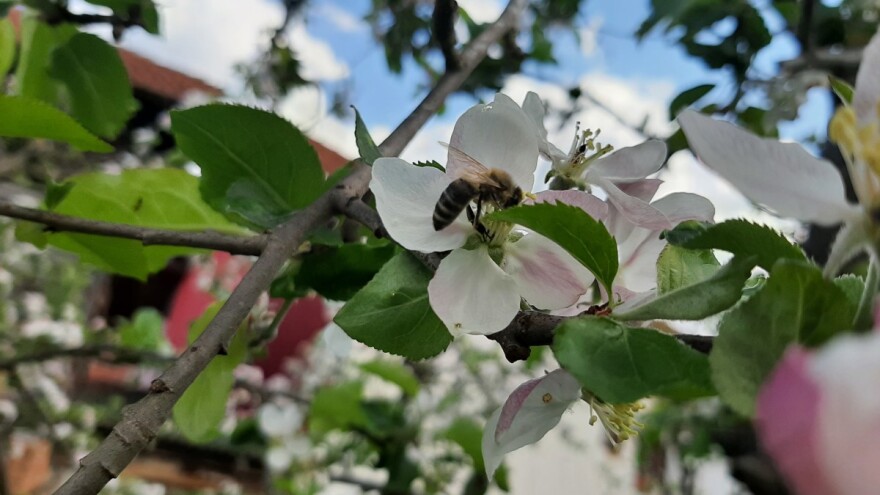 Potencijal pčelinje paše i prvi prolećni radovi u pčelinjaku