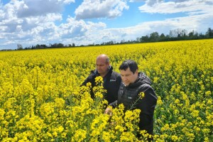Nino Sataić: Godinama sam vjeran istim hibridima uljane repice