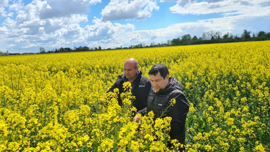 Nino Sataić: Godinama sam vjeran istim hibridima uljane repice