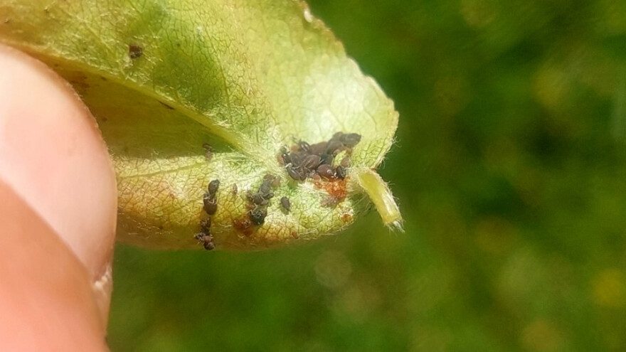 Gdje su mravi tu je i pepeljasta vaš kruške - kako je suzbiti?