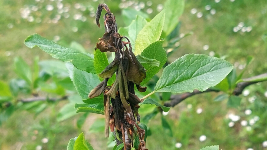 Kiša uništila voćke: Samo šljiva će podbaciti 80 posto
