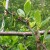 Monilia pravi probleme u zasadima koštičavog voća, naročito šljiva