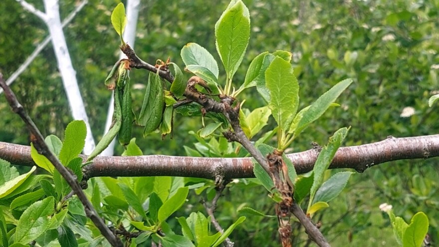 Monilia pravi probleme u zasadima koštičavog voća, naročito šljiva