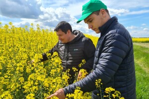 Antonio Šignjar sije hibride otporne na štetan virus uljane repice