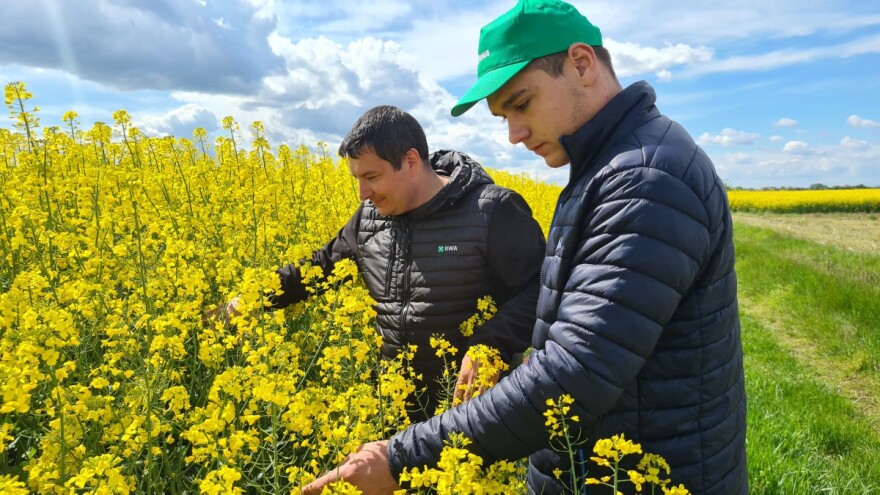 Antonio Šignjar sije hibride otporne na štetan virus uljane repice