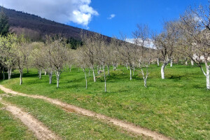 Gradsku vrevu zamijenili selom: Oživjeli savku i petrovačku šljivovicu