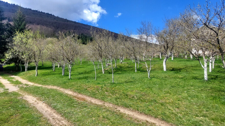 Gradsku vrevu zamijenili selom: Oživjeli savku i petrovačku šljivovicu