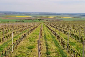 Ministarstvo raspisalo konkurs za subvencije za podizanje zasada vinove loze
