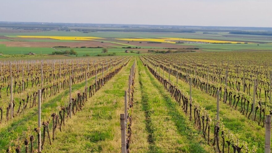 Ministarstvo raspisalo konkurs za subvencije za podizanje zasada vinove loze