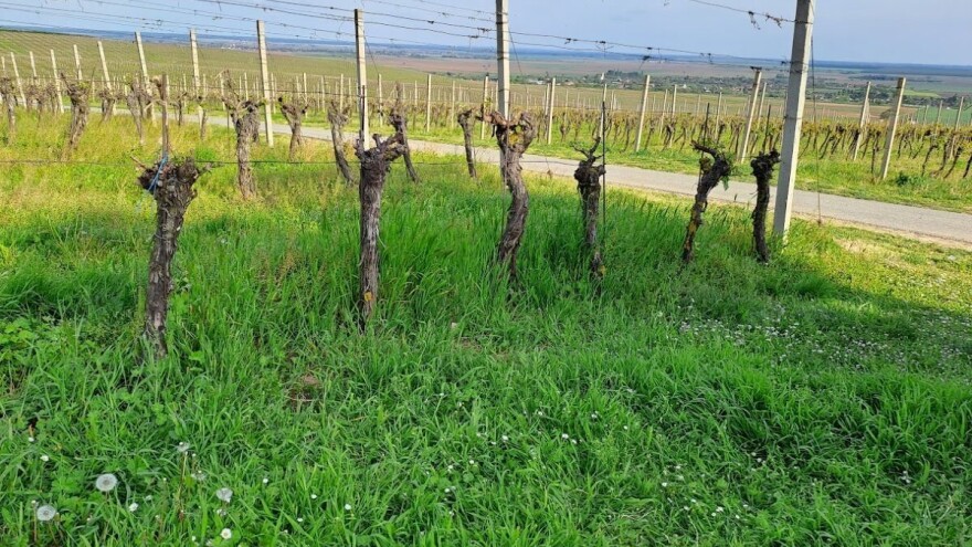 Cvasti loze u ovoj fenofazi posebno su otvorene za infekciju plamenjačom