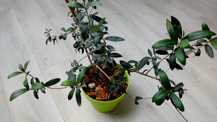 Evo kako uzgajati maslinu u tegli