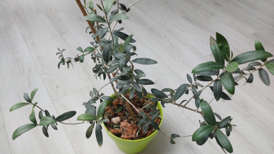 Evo kako uzgajati maslinu u tegli