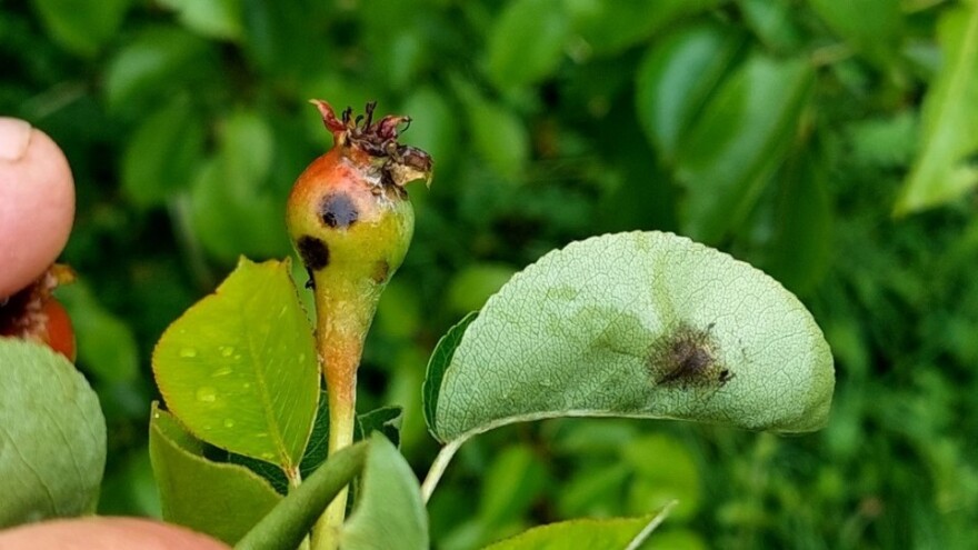 Test prstima - može li se spasiti kruška od krastavosti?