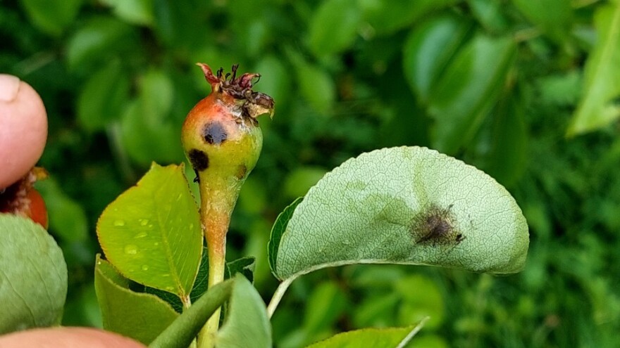 Test prstima - može li se spasiti kruška od čađave krastavosti?