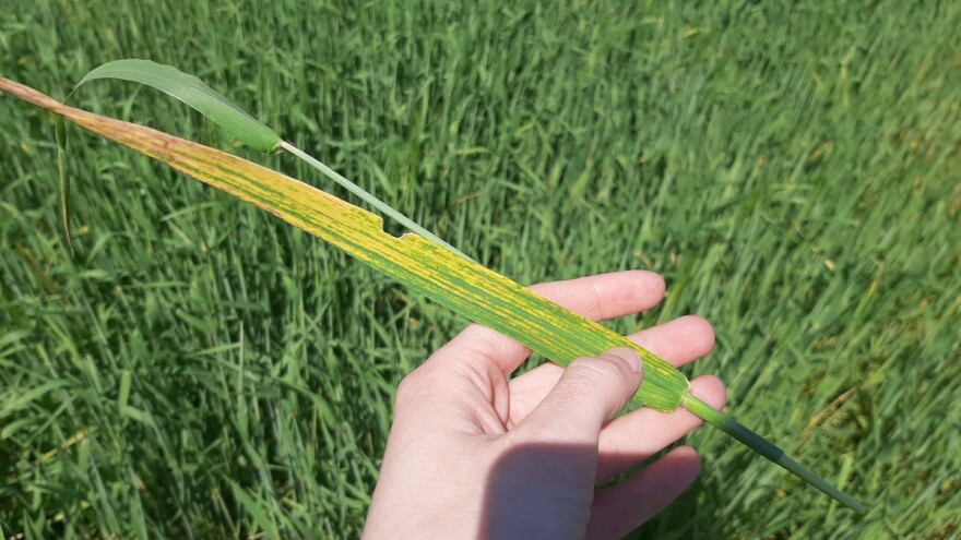 Lisna rđa pšenice ponovo u Srbiji - više se ne može primeniti fungicid?