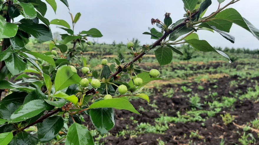 Čime tretirati višnju u fenofazi zrna graška?