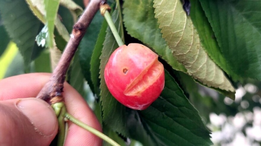 Ima li spasa za trešnje - šta sa popucalim plodovima?