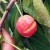 Ima li spasa za trešnje - što s popucalim plodovima?