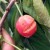 Ima li spasa za trešnje - šta sa popucalim plodovima?