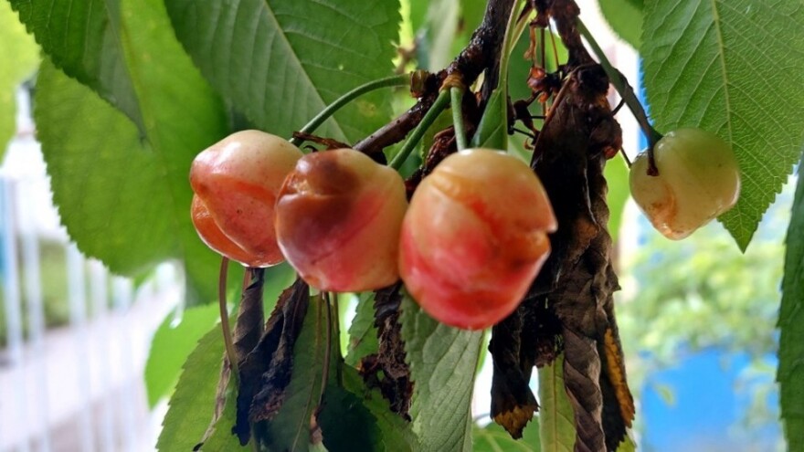 Voće pod stresom - kako spasiti ono što je ostalo?